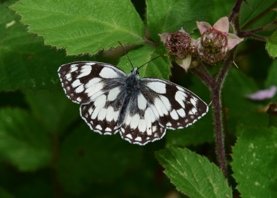 Marbled White male - Oversley Wood 08.07.2024