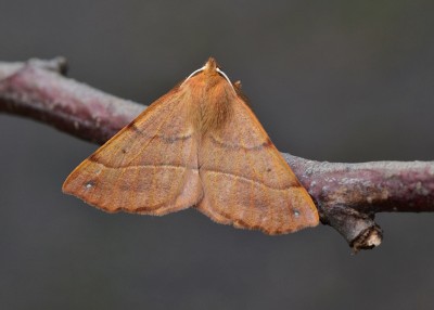 Feathered Thorn - Coverdale 10.11.2020