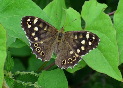 Speckled Wood female - Wagon Lane 24.08.2020