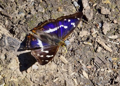 Purple emperor - Snitterfield Bushes 17.07.2021