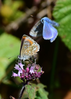 Common Blue about to have a squabble with a Brown Argus - Ballard Down 01.09.2020