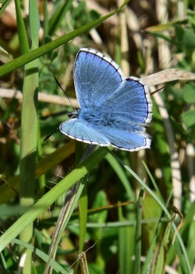 Adonis Blue - Prestbury Hill 24.05.2023