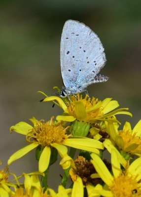 Holly Blue - Purbeck Ridge just west of Church Knowle 31.08.2020