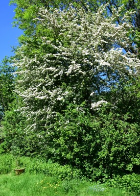 Hawthorn (May) blossom in my garden 30.05.2021