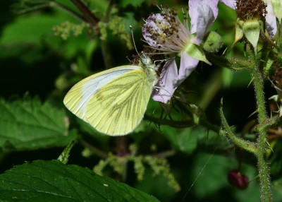 Green-veined White - Coverdale 03.07.2022