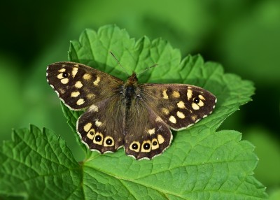 Speckled Wood male - Coverdale 28.04.2019