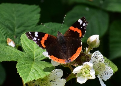 Red Admiral - Snitterfield Bushes