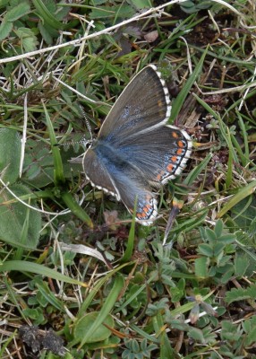 Adonis Blue female - OWH 06.06.2022