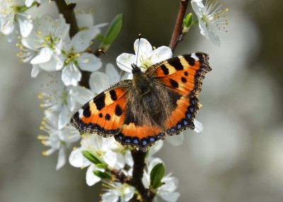 Small Tortoiseshell - Wagon Lane 02.04.2021