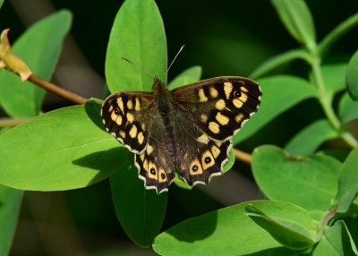 Speckled Wood male - Coverdale 30.04.2022