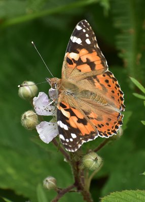 Painted Lady - Heddon Valley 25.06.2019