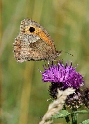 Meadow Brown female - Blythe Valley 31.07.2024