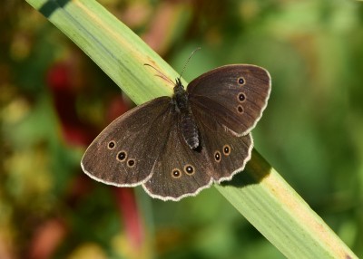 Ringlet female - Snitterfield 17.07.2024