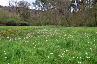 Cuckoo flowers in damp meadow.