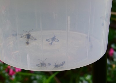 Orange-tailed Clearwings in the trap - Coverdale 02.07.2021