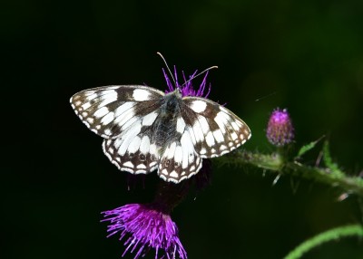 The same Marbled White as above in a different pose Snitterfield Bushes 16.07.2022