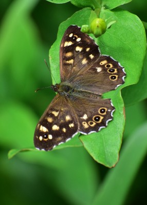 Speckled Wood - Coverdale 10.07.2020