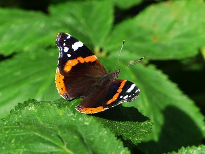 Red Admiral - Coverdale 24.06.2017