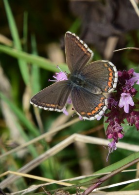 Adonis Blue female - Ballard Dawn 03.09.2024