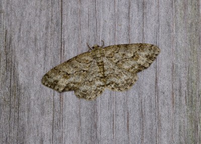 Engrailed - Coverdale 02.07.2022