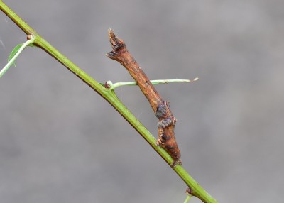 Early Thorn larva - September 2021