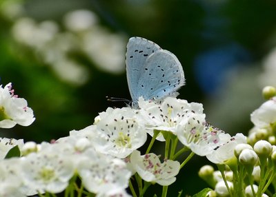 Holly Blue female - Coverdale 11.05.2019