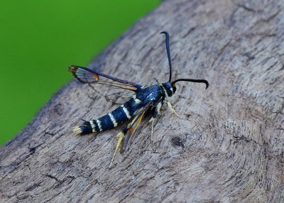 Yellow-legged Clearwing -  Coverdale 12.07.2020