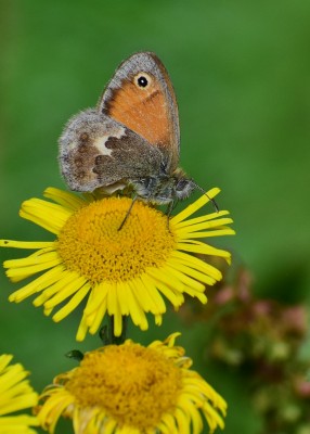 Small Heath - Fontmell Down 31.08.2020