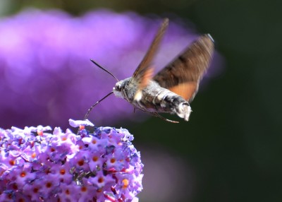 Hummingbird Hawk Moth - Coverdale 28.07.2020