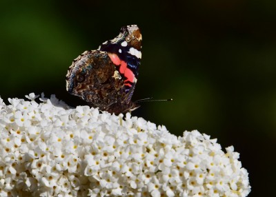 Red Admiral - Silverdale 31.07.2022