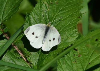 Small White female - Langley Hall 26.07.2024