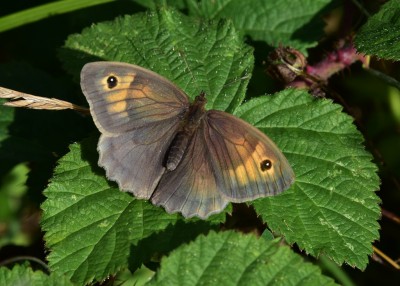 Meadow Brown female - Blythe Valley 19.07.2023