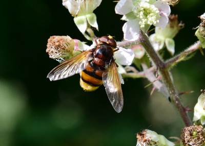Hornet Mimic Hoverfly - Coverdale 11.07.2023