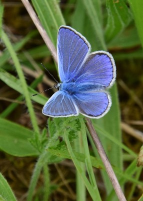 Common Blue - Bishops Hill 20.05.2024