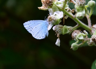 Holly Blue - Coverdale 11.07.2022