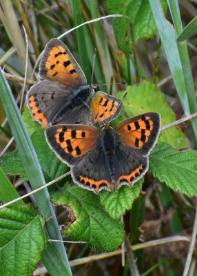 Small Coppers - Lizard 06.08.2019