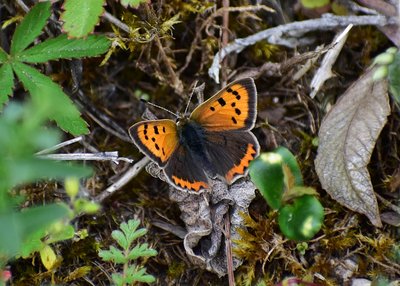 Small Copper - Ryton Wood Meadows 24.04.2019