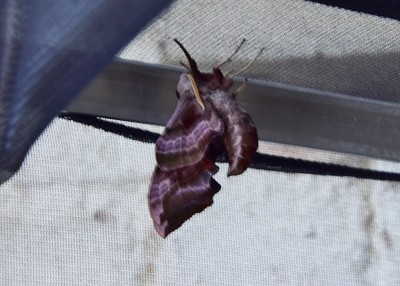 Eyed Hawk-moth drying his wings.