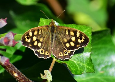 Speckled Wood - Sheldon Country Park