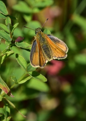 Small Skipper female - Blythe Valley 18.07.2024