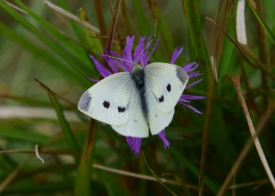 Small White female - Osmington 03.09.2024