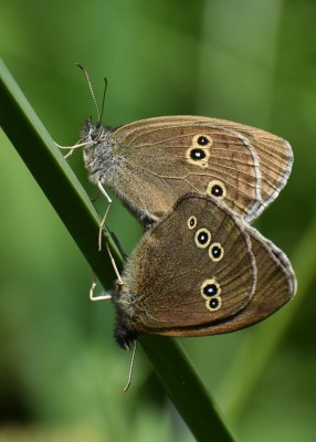 Ringlet pair - Oversley Wood 07.07.2019