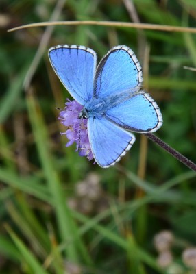 Adonis Blue - Bindon Hill 04.09.2024