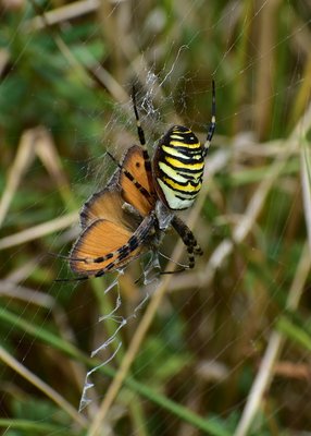 Wasp Spider with Small Heath - Ballard Down 03.09.2019