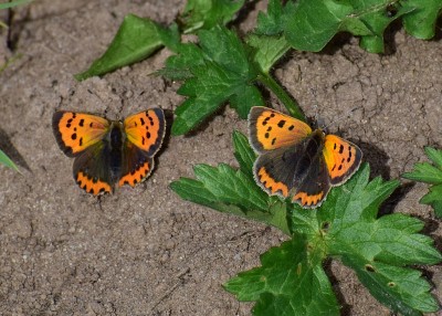 Small Coppers - Solihull Bypass 16.09.2020