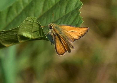 Small Skipper - Langley Hall 02.08.2024