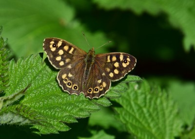 Speckled Wood - Langley Hall 25.04.2023