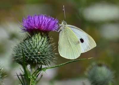 Large White - Blythe Valley 24.07.2020