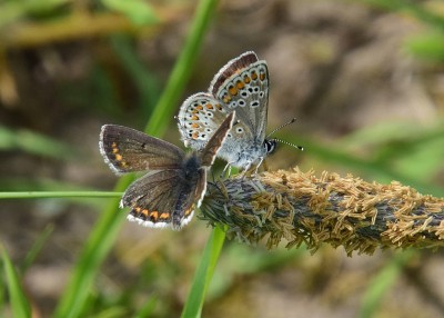 Brown Argus -  Castle Hills 29.05.2023