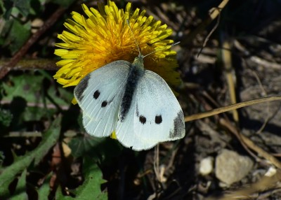 Small White - Kimmeridge Bay 02.09.2019